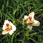 Hemerocallis 'Pandora's Box' Daglilja