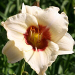 Hemerocallis 'Pandora's Box' Daglilja
