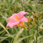 Hemerocallis 'Pink Damask' Daglilja