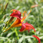 Hemerocallis 'Sammy Russell' Daglilja