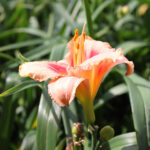Hemerocallis 'Strawberry Candy' Daglilja
