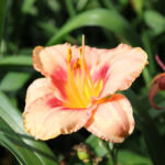 Hemerocallis 'Strawberry Candy' Daglilja