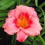 Hemerocallis 'Strawberry Candy' Daglilja