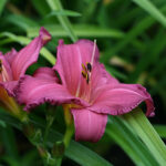 Hemerocallis 'Summer Wine' Daglilja