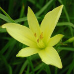Hemerocallis citrina Blekgul daglilja