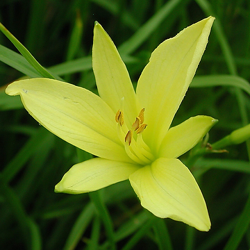 Hemerocallis citrina Blekgul daglilja