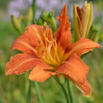Hemerocallis fulva 'Frösvidal' 2L GK Brunröd daglilja