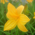 Hemerocallis lilioasphodelus Klargul daglilja