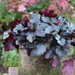 Heuchera 'Black Pearl' 2L Alunrot