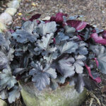 Heuchera 'Black Pearl' 2L Alunrot
