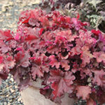 Heuchera 'Boysenberry' Alunrot