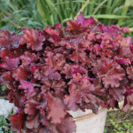Heuchera 'Boysenberry' Alunrot