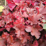 Heuchera 'Boysenberry' Alunrot
