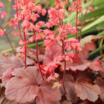Heuchera 'Cherry Cola' Rödbladig alunrot