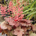 Heuchera 'Cherry Cola' Rödbladig alunrot
