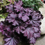 Heuchera FOREVER PURPLE 'TNHEUFP' Alunrot