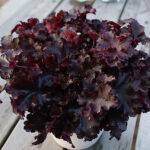 Heuchera Indian Summer-Serien BLACKBERRY 'Ifhebbr' NY Alunrot