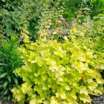 Heuchera 'Lime Marmalade' Alunrot