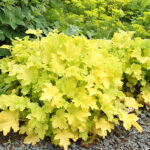 Heuchera 'Lime Marmalade' Alunrot