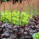 Heuchera 'Obsidian' Rödbladig alunrot