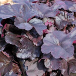Heuchera 'Obsidian' Rödbladig alunrot