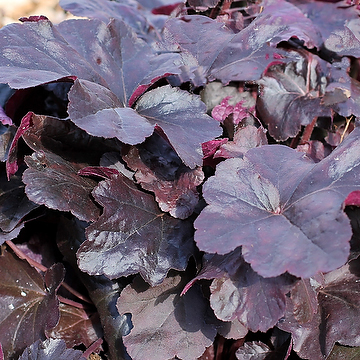 Heuchera 'Obsidian' Rödbladig alunrot