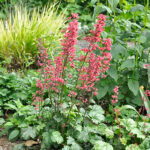 Heuchera 'Paris' Alunrot