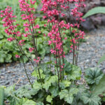 Heuchera 'Paris' Alunrot