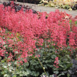 Heuchera 'Paris' Alunrot