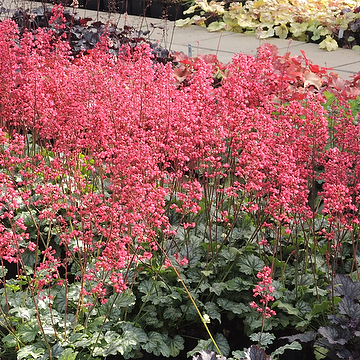 Heuchera 'Paris' Alunrot