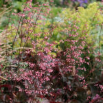 Heuchera 'Rachel' Rödbladig alunrot