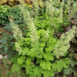 Heuchera 'Rex Lime' 2L Alunrot