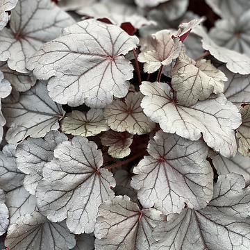 Heuchera SILVERBERRY 'Ifhesilb' Alunrot