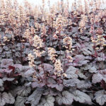 Heuchera 'Shanghai' Alunrot