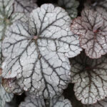 Heuchera 'Silver Scrolls' Alunrot