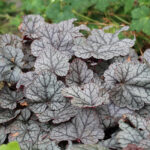 Heuchera 'Silver Scrolls' Alunrot