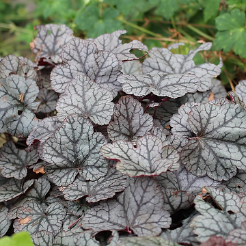 Heuchera 'Silver Scrolls' Alunrot