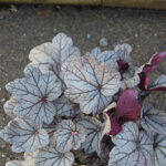 Heuchera 'Sugar Plum' Alunrot