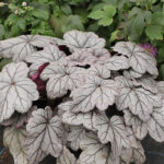 Heuchera 'Sugar Plum' Alunrot