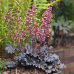Heuchera 'Timeless Night' Alunrot