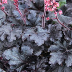 Heuchera 'Timeless Night' Alunrot