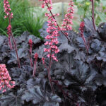 Heuchera 'Timeless Night' Alunrot