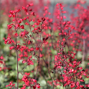 Heuchera sanguinea 'Coral Forest' Blodalunrot