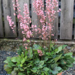 Heucherella PINK REVOLUTION 'heupire030' Klockvippa