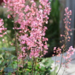 Heucherella PINK REVOLUTION 'heupire030' Klockvippa