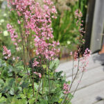 Heucherella PINK REVOLUTION 'heupire030' Klockvippa