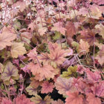 Heucherella 'Sweet Tea' Klockvippa