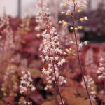 Heucherella 'Sweet Tea' Klockvippa