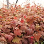 Heucherella 'Sweet Tea' Klockvippa