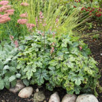 Heucherella 'Tapestry' Klockvippa
